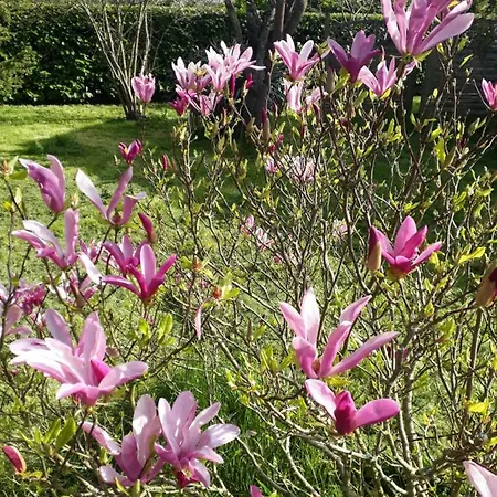 Tatil Evi La Cibulle *