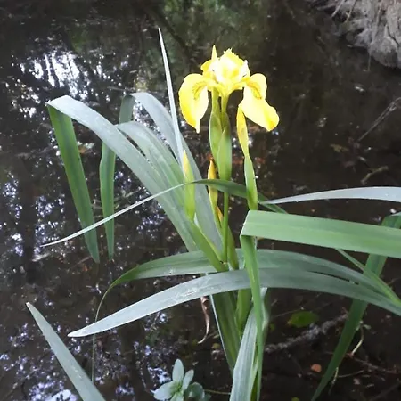 Tatil Evi La Cibulle Maille (Vendee)
