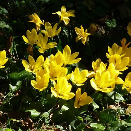 La Cibulle Casa vacanze Maille (Vendee)