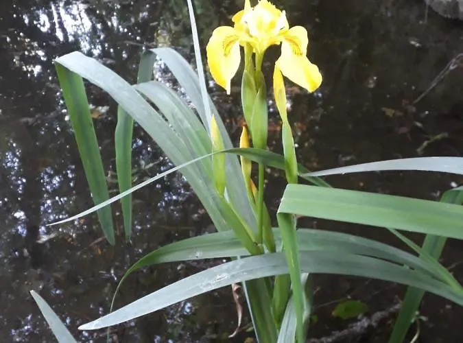 Hébergement de vacances La Cibulle Maille (Vendee)