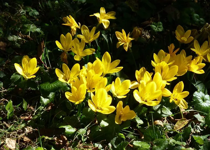 La Cibulle Hébergement de vacances Maille (Vendee)